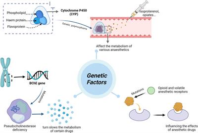 Personalized anesthesia and precision medicine: a comprehensive review of genetic factors, artificial intelligence, and patient-specific factors